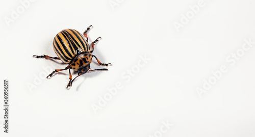 Colorado potato beetle on a white background