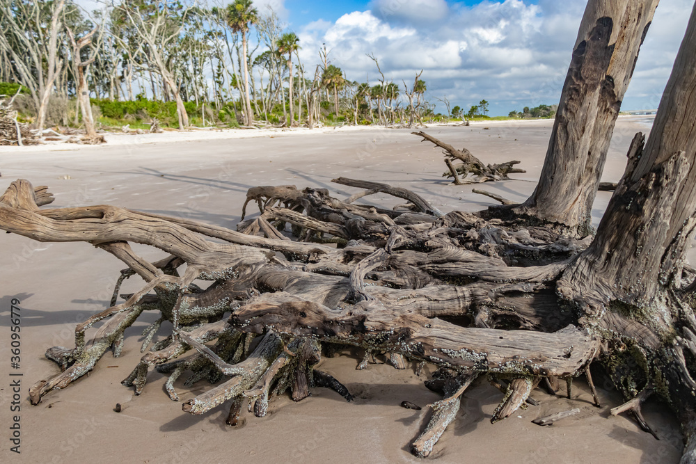 Driftwood on the Beautiful Beaches of Florida Driftwood on the Beautiful Beaches of Florida