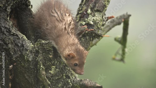 The beech marten (Martes foina) climbs a tree, looking for food and looking around. Very heavy rain and wind, spring day. Close shot. photo
