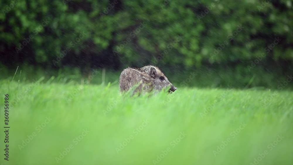 Young wild boar looking for food on a green field. Slow motion 120 fps. Very heavy rain, in the background is a forest, the pig is leaving. Young wild boar looking for food on a green field. Slow motion 120 fps. Very heavy rain, in the background is a forest, the pig is leaving.