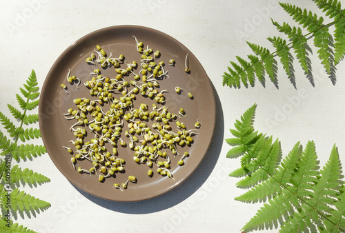 Munga bean sprouts, Golden beans on a brown plate, top plan on a white background photo