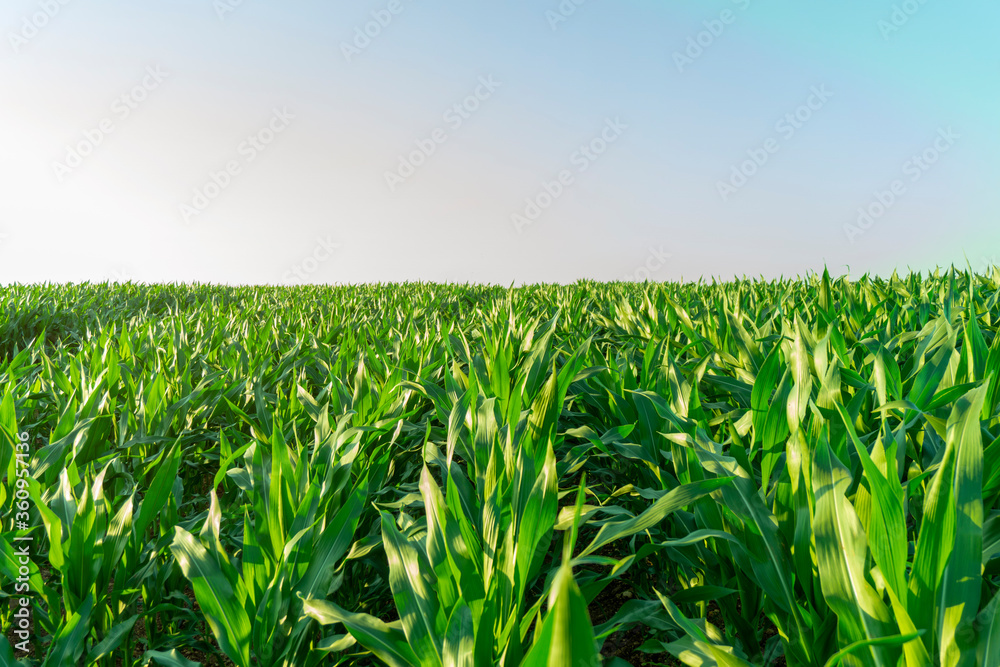 Beautiful morning sunrise over the corn field. Beautiful morning sunrise over the corn field.