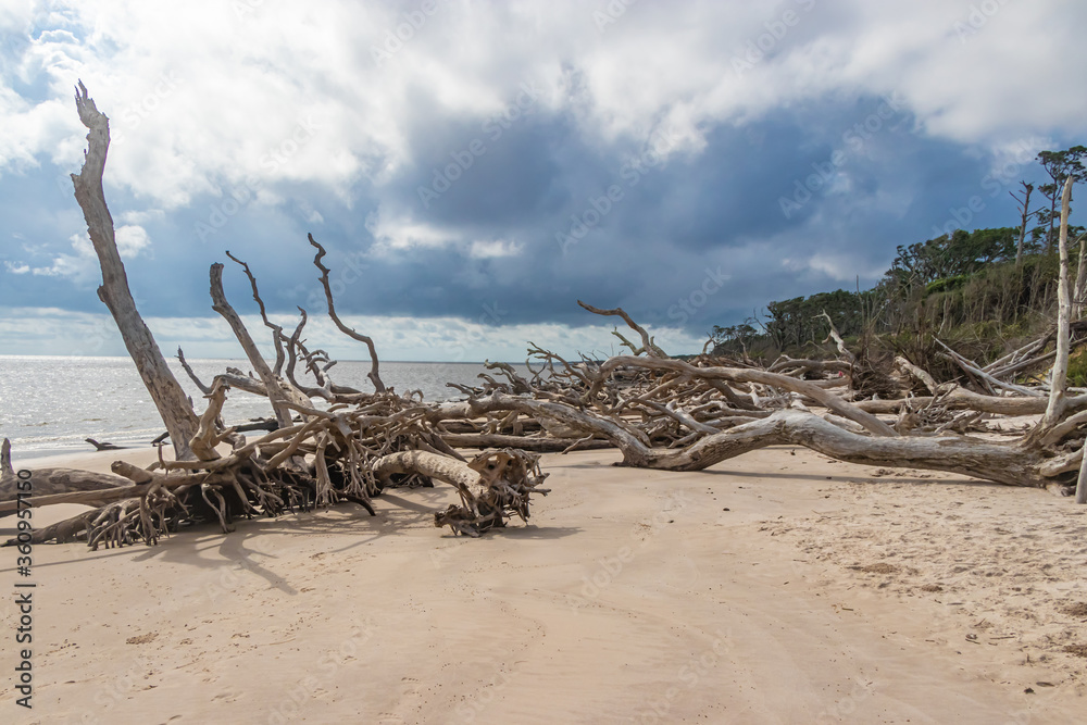 Driftwood on the Beautiful Beaches of Florida Driftwood on the Beautiful Beaches of Florida