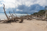Driftwood on the Beautiful Beaches of Florida