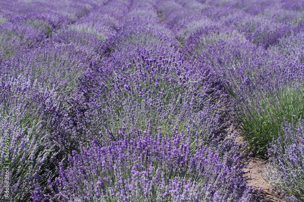Obraz premium Blooming lavender flowers are growing in rows on a field. Sunny summer day.