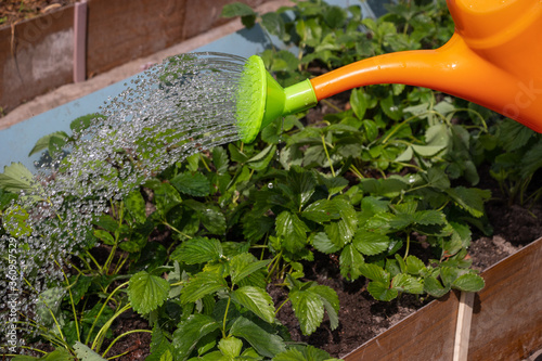 Watering beds with strawberries. Water jets pour from a watering can on plants