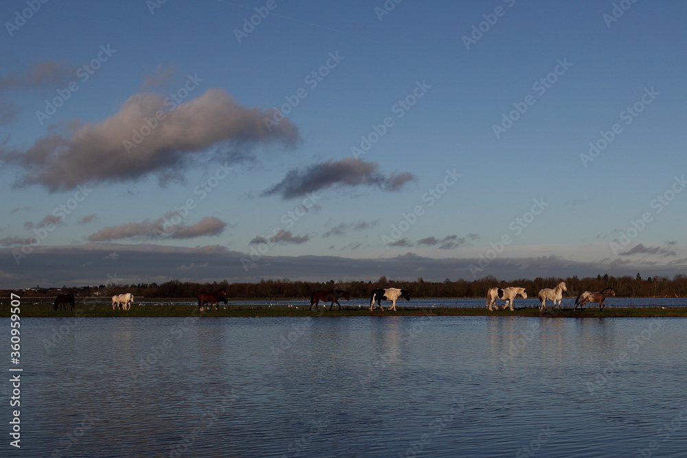 A landscape photo of the scenic Port Meadow, Oxford at sunset. Image shows free roaming herd of wild horses grazing on the grassland by the river Thames. Their reflections are visible on calm water. A landscape photo of the scenic Port Meadow, Oxford at sunset. Image shows free roaming herd of wild horses grazing on the grassland by the river Thames. Their reflections are visible on calm water.