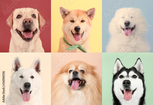 Collage of photos with different dogs