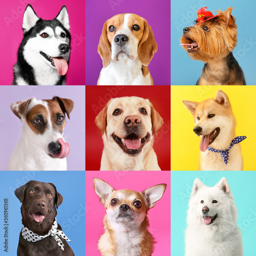 Fototapeta Naklejka Na Ścianę i Meble -  Collage of photos with different dogs