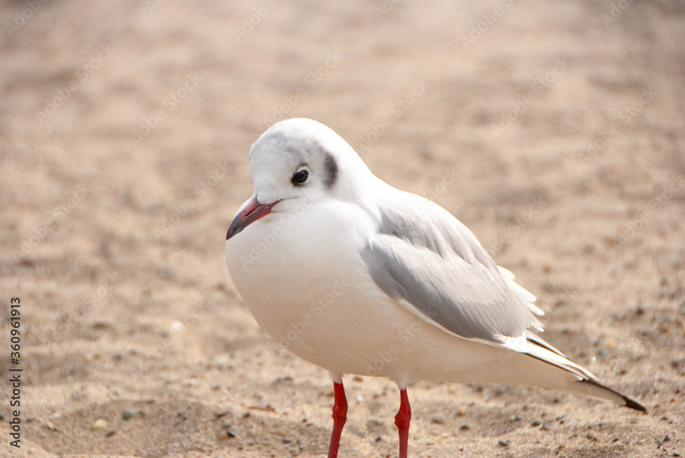 Fototapeta premium Yurikamome stopping by Odaiba, Tokyo Bay