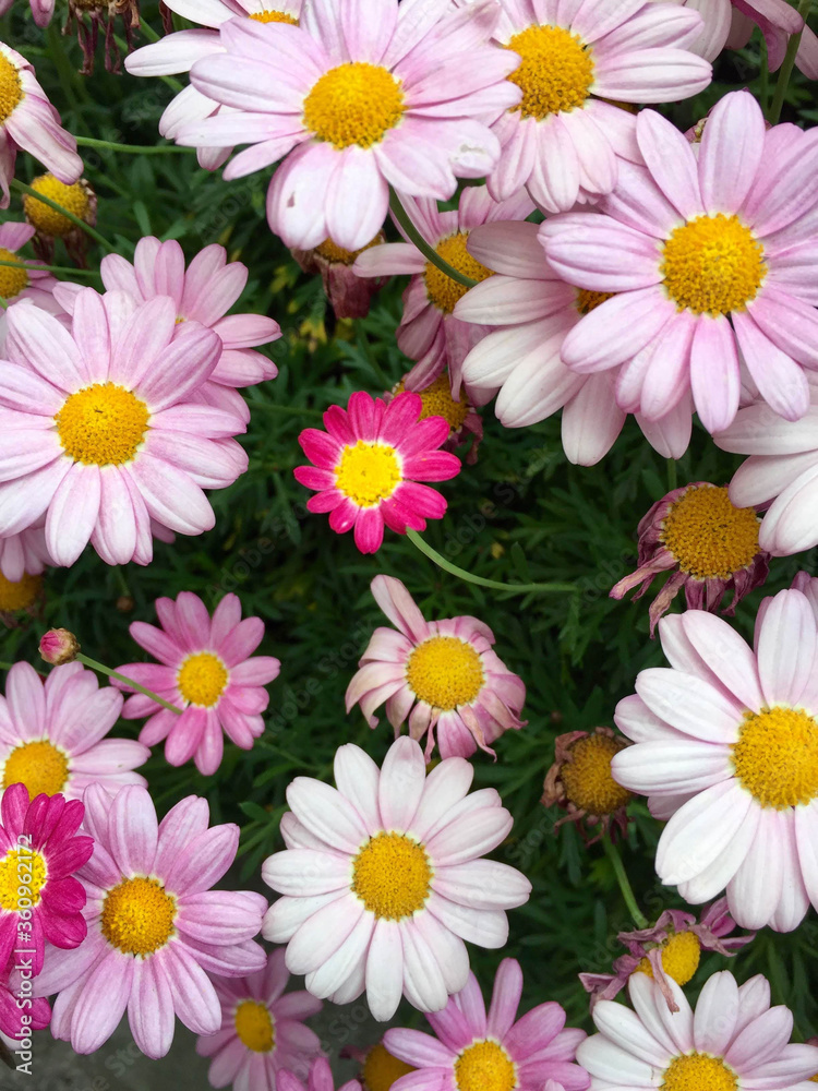 Fototapeta premium Colorful flowers bloomed in Tokyo
