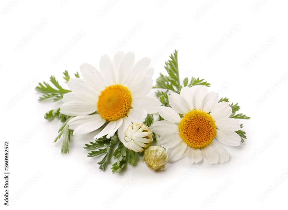 Fototapeta premium Fresh chamomile flowers on white background