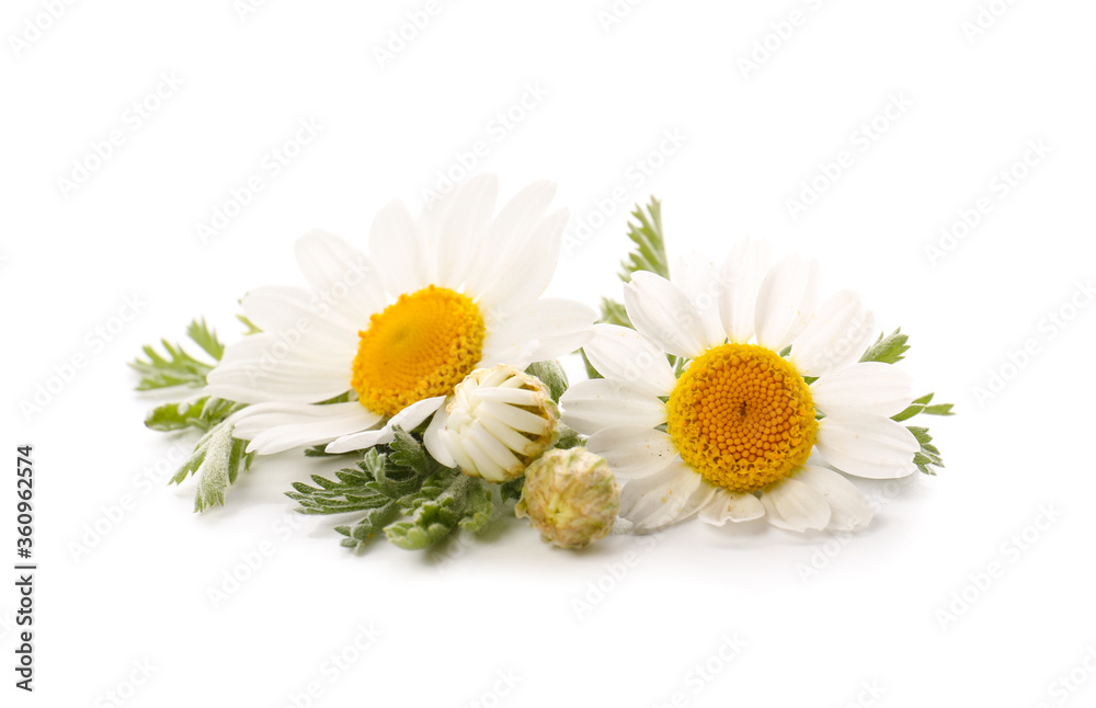 Fototapeta premium Fresh chamomile flowers on white background