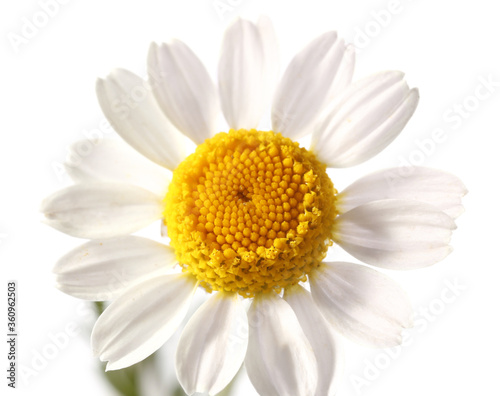 Fresh chamomile flower on white background