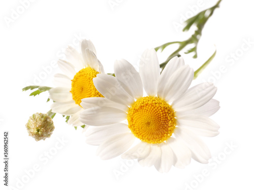 Fototapeta Naklejka Na Ścianę i Meble -  Fresh chamomile flowers on white background