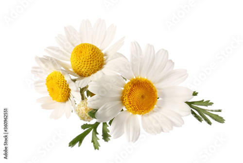 Fresh chamomile flowers on white background