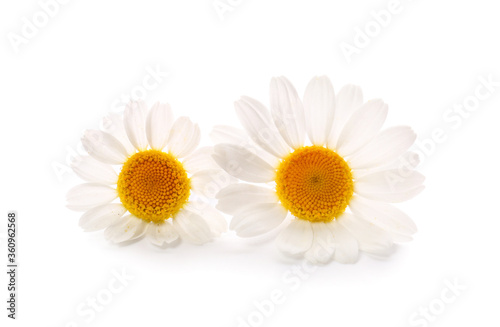 Fresh chamomile flowers on white background