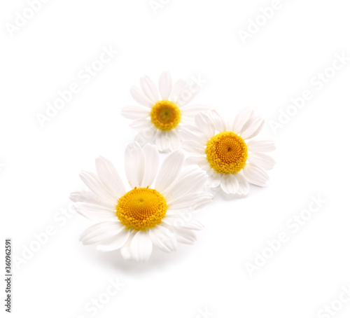 Fresh chamomile flowers on white background