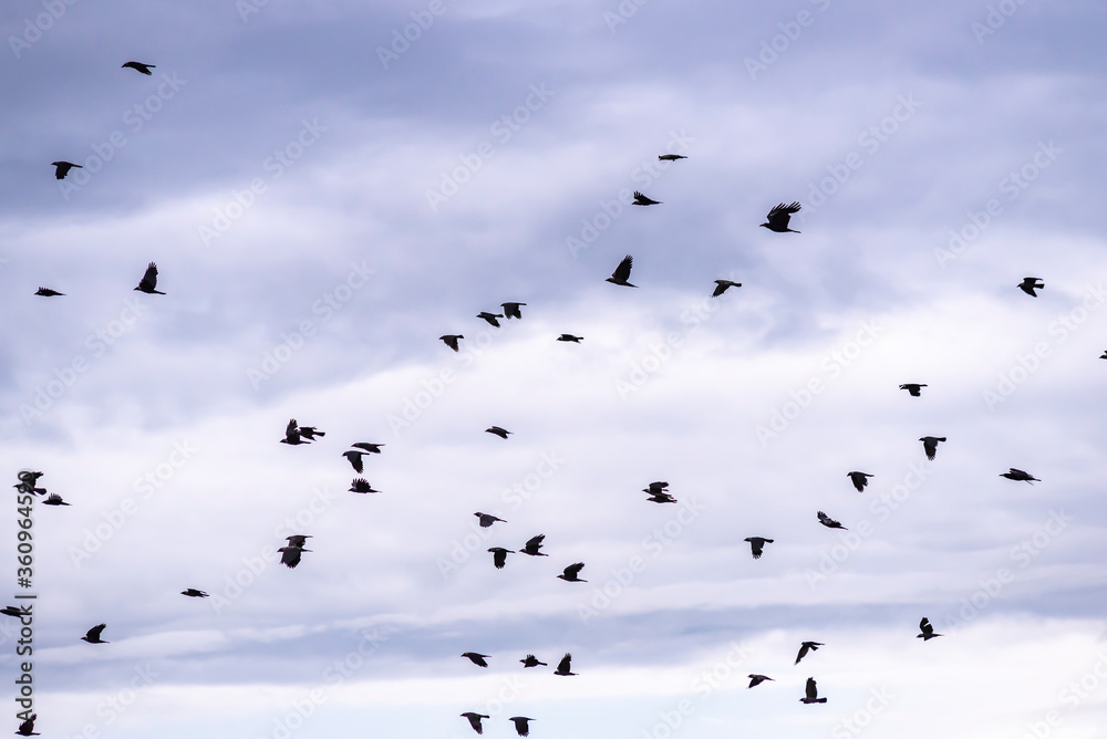 Crows flying in ghostly sky