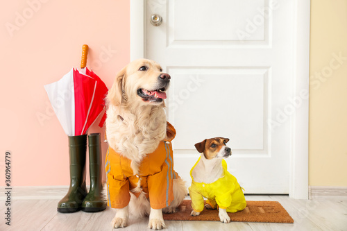 Canvas Print Funny dogs wearing raincoats in hall