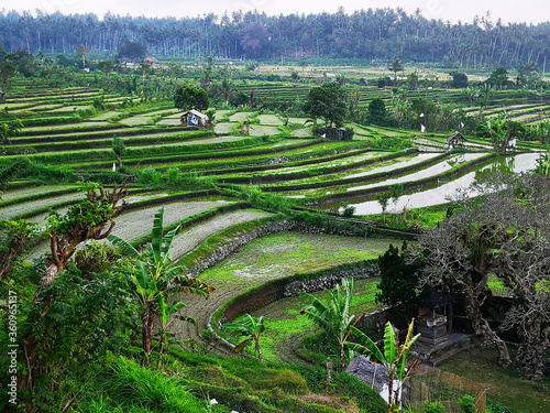 Irrigated green terraced rice paddies in Bali