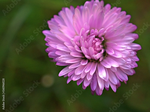 Closeup violet purple petals aster flower with sunshine in garden and blurred background ,macro image ,soft focus ,sweet color for card design