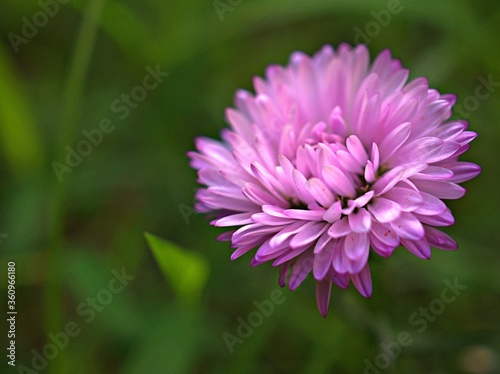Closeup violet purple petals aster flower with sunshine in garden and blurred background  macro image  soft focus  sweet color for card design
