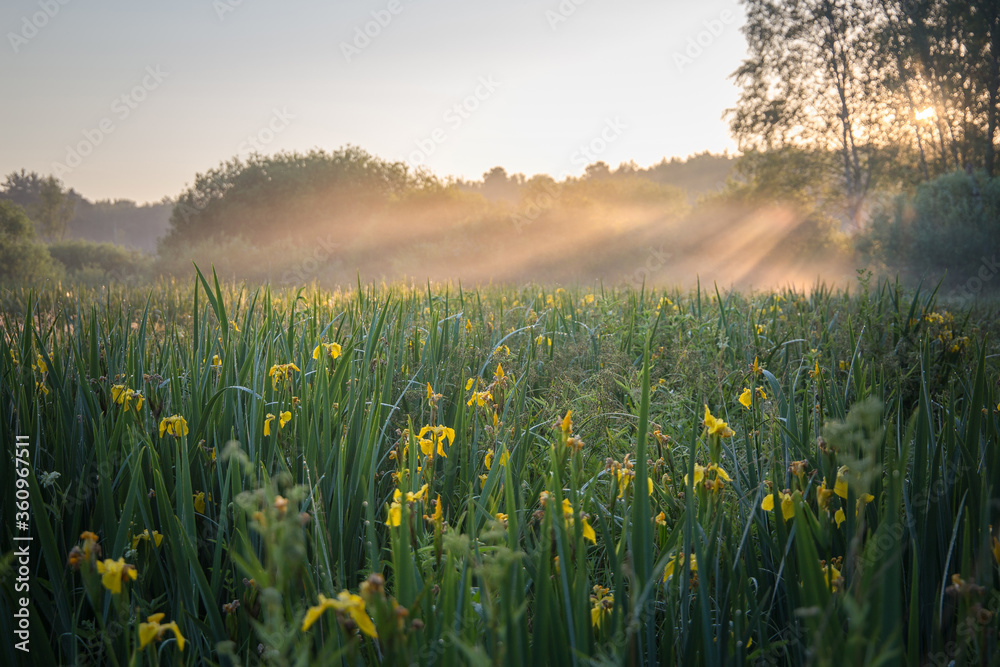 field of yellow irises in the sun and mist in summer field of yellow irises in the sun and mist in summer