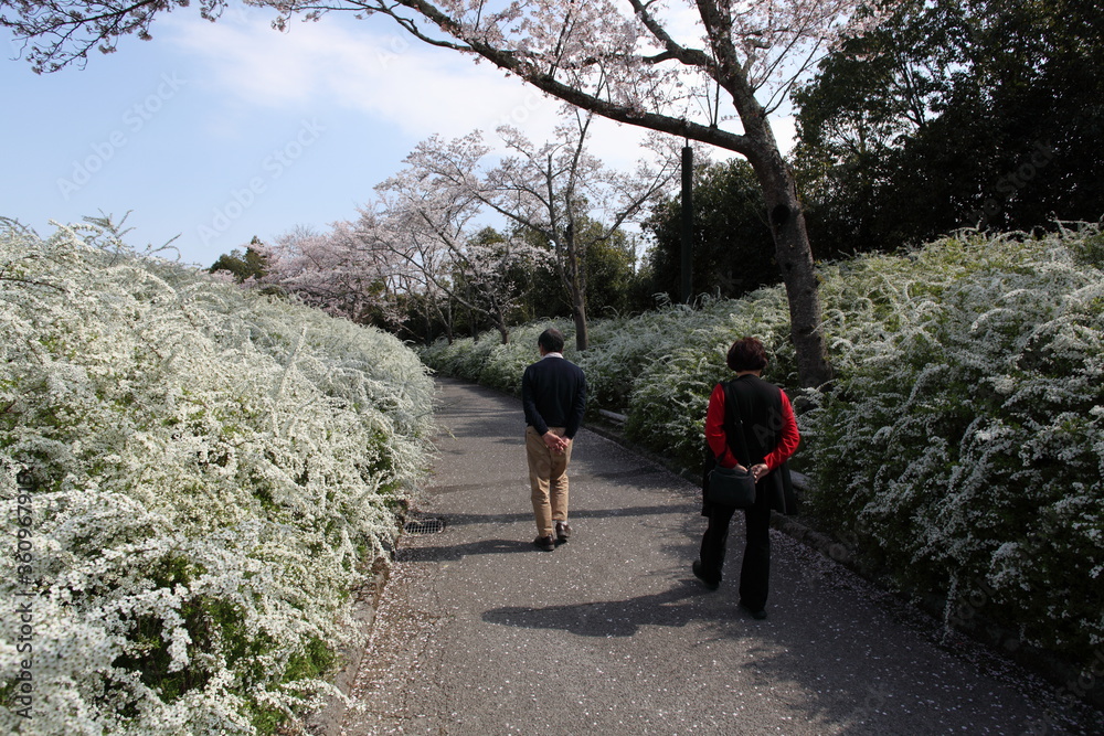 Fototapeta premium 桜と雪柳の小径