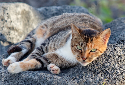 cat lying on the rock