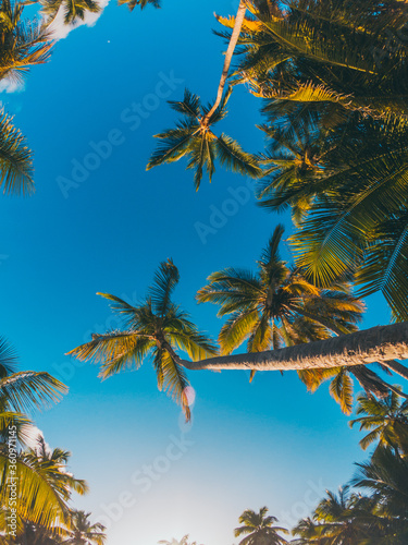 palm in the caribbean tropical