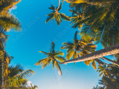 palm in the caribbean tropical