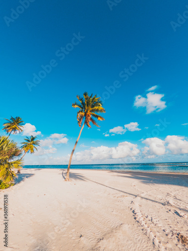 palm in the caribbean tropical