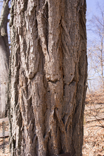 Foto Close up of the trunk of a black locust (Robinia pseudoacacia) tree