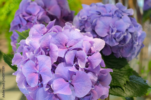 紫陽花の花