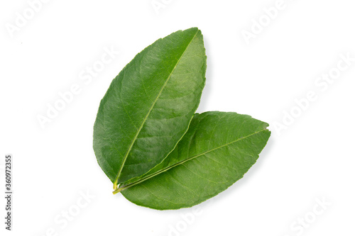 Fresh lime leaves isolated on white