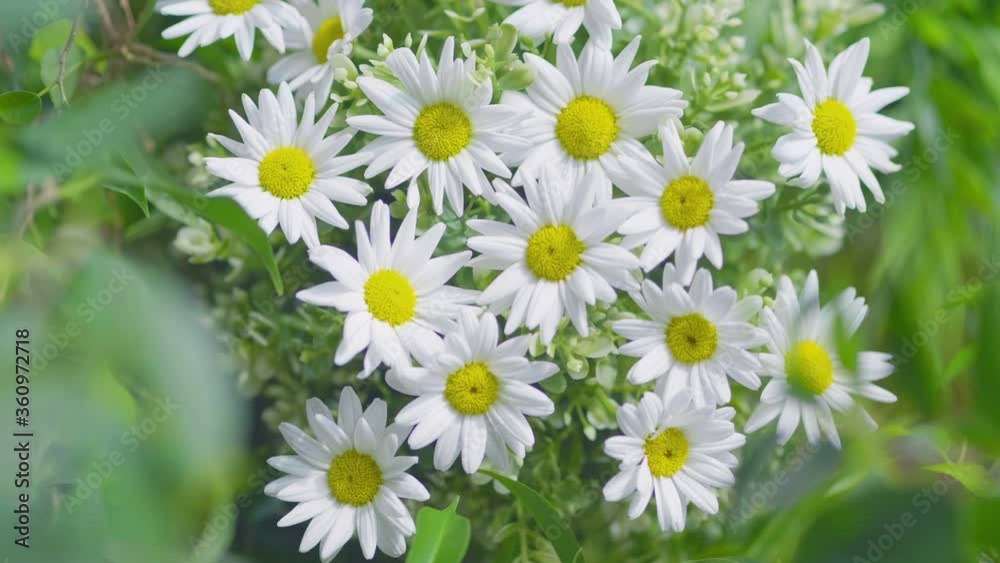 Close Up Of Daisies flowers in 4K Slow motion 60fps
Close Up Of Daisies flowers in 4K Slow motion 60fps