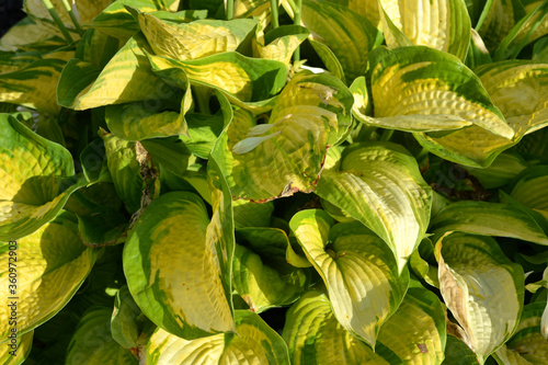 Bundle of Yellowish Green Leaves Closeup