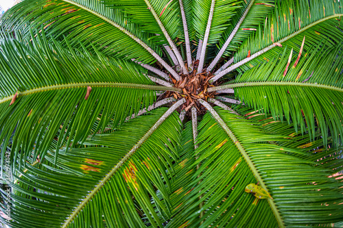 Simetr  a en la palmera 