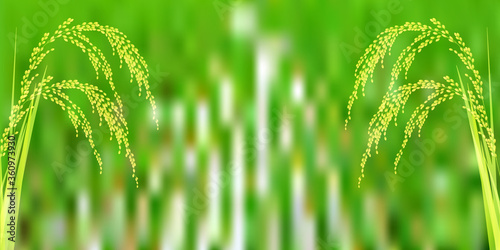 米　稲　田園　背景