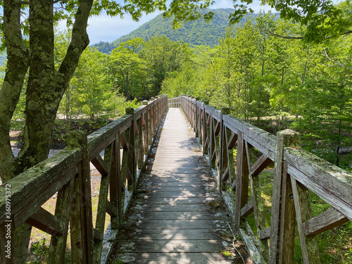 森の中の橋