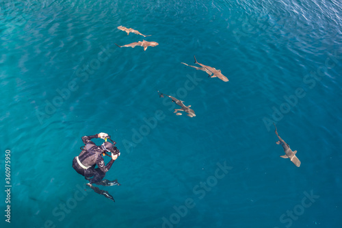 Blacktip reef sharks, Carcharhinus melanopterus, swim at the surface near a remote island in the Solomon Islands. These small reef predators are often seen hunting fish in shallow marine habitats.