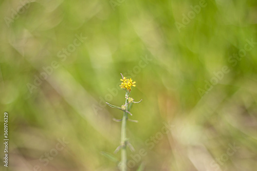 tiny yellow flowers © 理沙 篠原