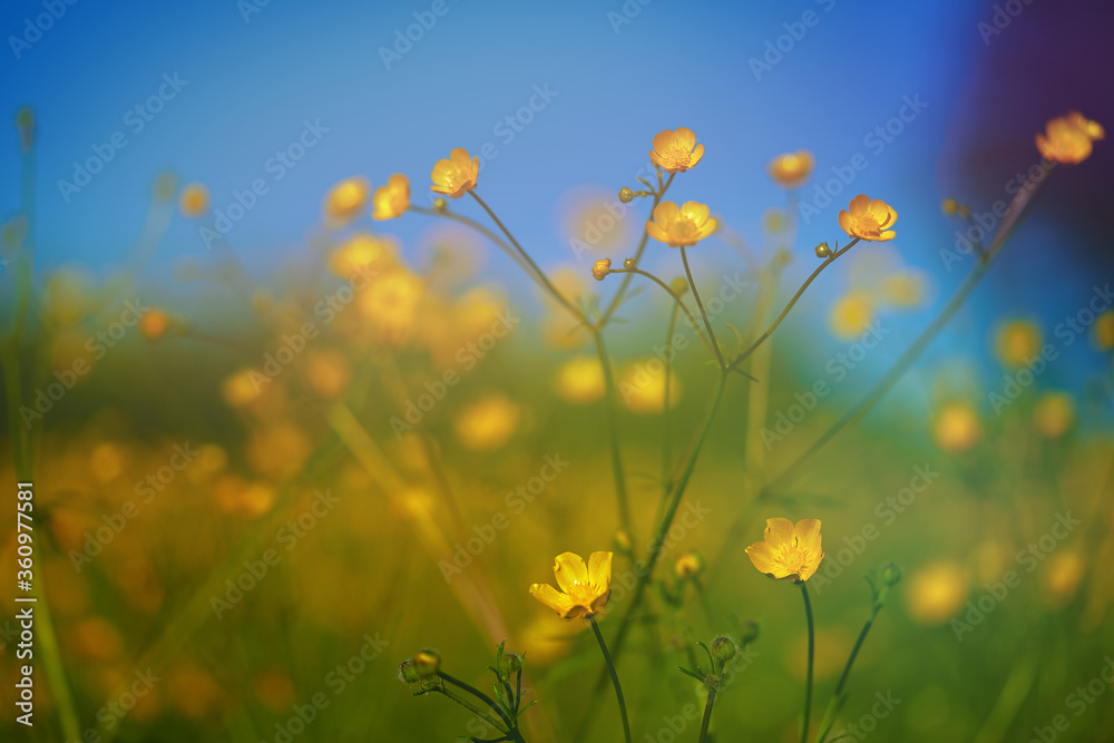 yellow wildflowers taken closeup outdoors. concept of nature, conservation and togetherness