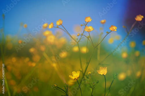 yellow wildflowers taken closeup outdoors. concept of nature  conservation and togetherness
