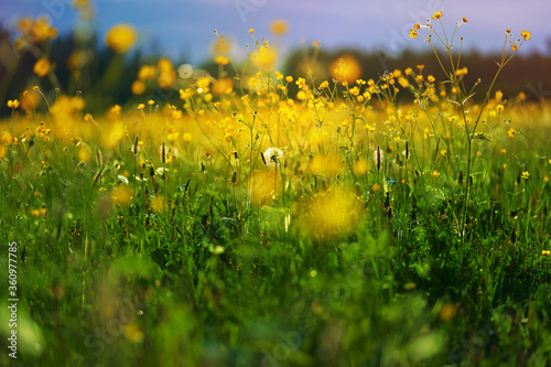 yellow wildflowers taken closeup outdoors. concept of nature, conservation and togetherness