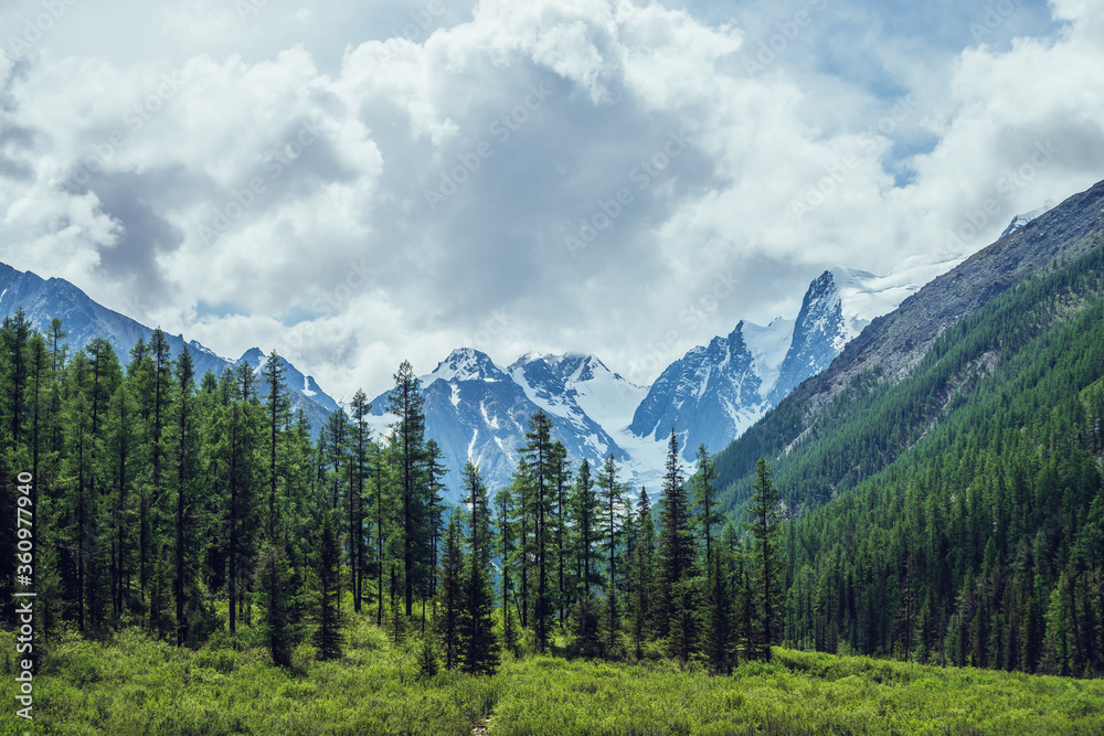 Atmospheric nature scenery with great beautiful snowy mountains behind coniferous forest under cloudy sky. Dramatic landscape with big mountain peak with glacier behind green fir tops in overcast day.