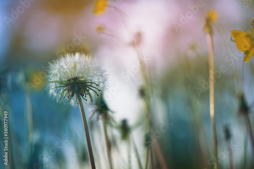 close-up shot of a dandelion outdoors