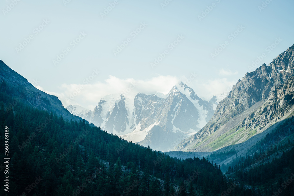 Tranquil landscape with great snowy mountains and coniferous forest on mountainside. Beautiful atmospheric scenery with conifer forest on highland slopes and low cloud in mountain range with snow.