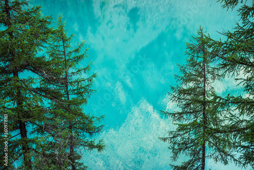 Coniferous trees on background of azure calm water of mountain lake. View through needles of larches to meditative ripples on turquoise clear water. Nature minimal backdrop with trees and lake surface